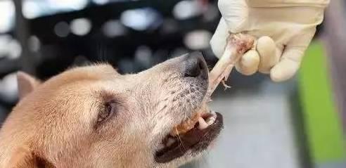 小猫被卡在冰柜里怎么办（救援方法及应对措施）