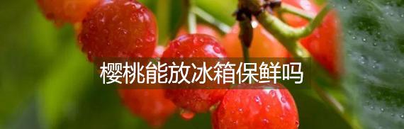 樱桃放冰箱的正确处理方法（如何保持樱桃的新鲜和美味）